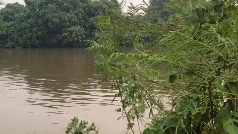 View of various forms of green leaves in West Kalimantan, Indonesia Видео 344105088