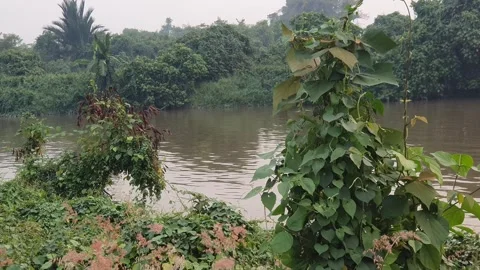 View of various forms of green leaves in West Kalimantan, Indonesia Видео 344105314
