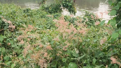 View of various forms of green leaves in West Kalimantan, Indonesia 库存影片 344105328