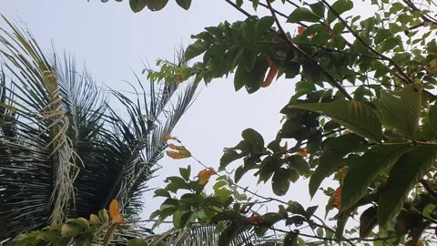 View of various forms of green leaves in West Kalimantan, Indonesia 库存影片 344105647