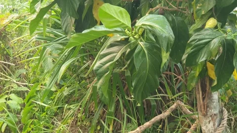 View of various forms of green leaves in West Kalimantan, Indonesia 库存影片 344107957