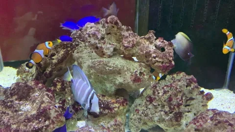 A view of various types of beautiful marine fish and coral reefs in an aquarium 스톡 동영상 324612359