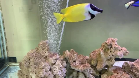 A view of various types of beautiful marine fish and coral reefs in an aquarium 스톡 동영상 324612361
