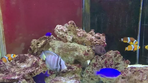 A view of various types of beautiful marine fish and coral reefs in an aquarium 스톡 동영상 324612364