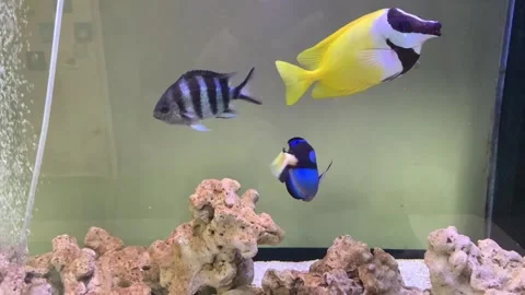 A view of various types of beautiful marine fish and coral reefs in an aquarium 스톡 동영상 324612365