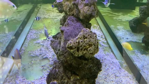 A view of various types of beautiful marine fish and coral reefs in an aquarium 스톡 동영상 324612393