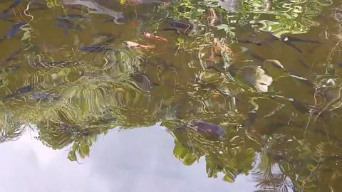 View of various types of fish from above where there is a reflection of sunlight Stock Footage 214590482