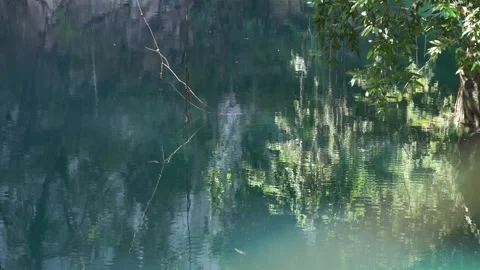 View of various types of fish swimming in the blue lake. Stock Footage 296309064