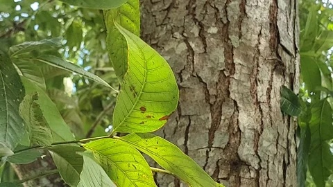 View of various types of green leaves in West Kalimantan, Indonesia Stock Footage 339316453