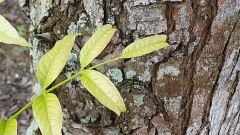 View of various types of green leaves in West Kalimantan, Indonesia Video stock 339317660