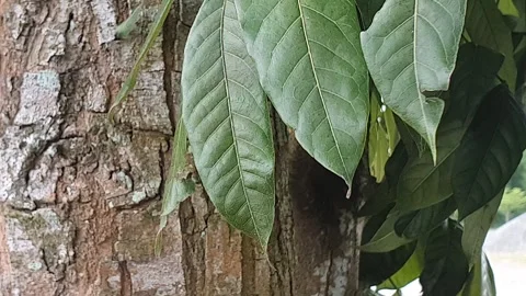 View of various types of green leaves in West Kalimantan, Indonesia Video stock 339317827