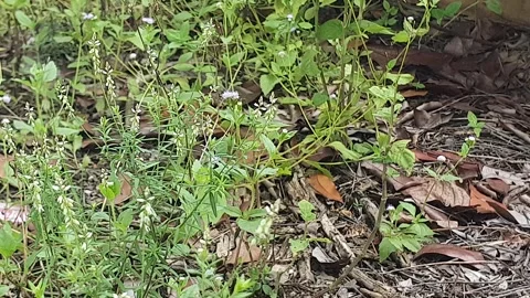 View of various types of green leaves in West Kalimantan, Indonesia Stock-Footage 339318264