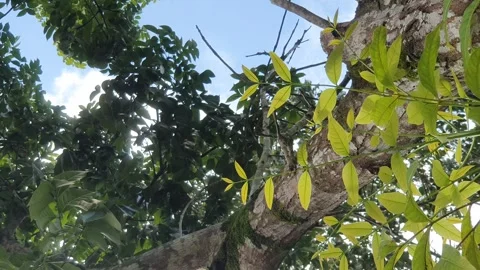 View of various types of green leaves in West Kalimantan, Indonesia Stock Footage 339319090