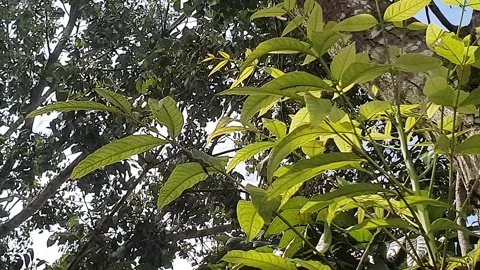View of various types of green leaves in West Kalimantan, Indonesia Stock Footage 339319093
