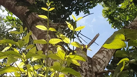 View of various types of green leaves in West Kalimantan, Indonesia Stock Footage 339319463