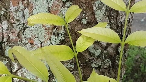 View of various types of green leaves in West Kalimantan, Indonesia Video stock 339319682