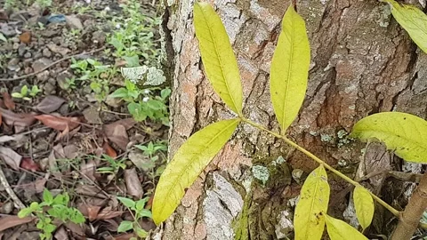 View of various types of green leaves in West Kalimantan, Indonesia Stock Footage 339319686
