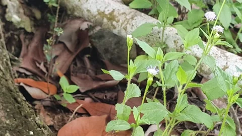 View of various types of green leaves in West Kalimantan, Indonesia Stock Footage 339368174