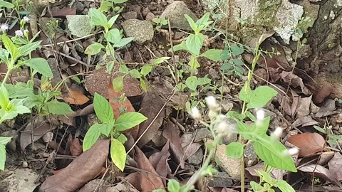 View of various types of green leaves in West Kalimantan, Indonesia Stock Footage 339368258