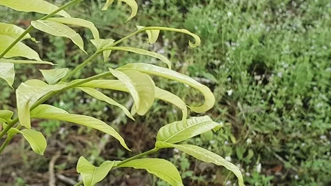 View of various types of green leaves in West Kalimantan, Indonesia Stock Footage 339368428
