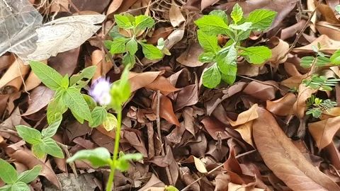 View of various types of green leaves in West Kalimantan, Indonesia Video stock 339369587