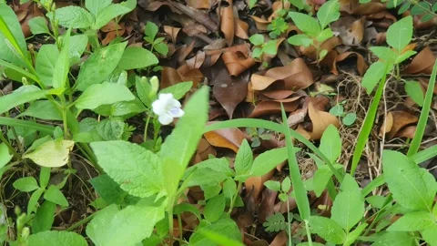 View of various types of green leaves in West Kalimantan, Indonesia Stock Footage 339370000