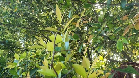 View of various types of green leaves in West Kalimantan, Indonesia Stock-Footage 339370035