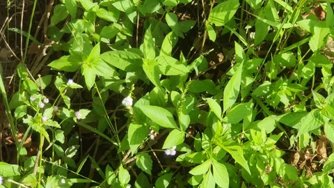 View of various types of green leaves in West Kalimantan, Indonesia Stock Footage 339370130