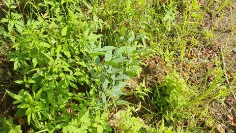 View of various types of green leaves in West Kalimantan, Indonesia Stock Footage 339370132