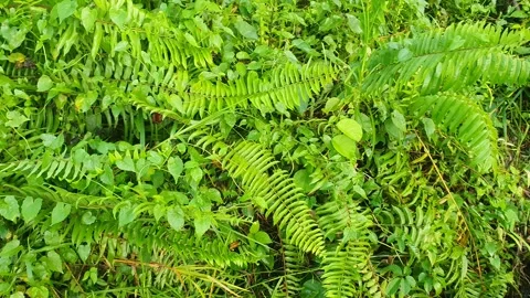 View of various types of green leaves in West Kalimantan, Indonesia Video stock 339370444