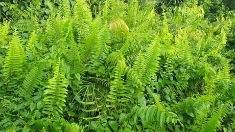 View of various types of green leaves in West Kalimantan, Indonesia Stock Footage 339370454