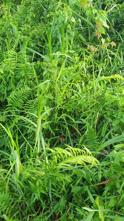 View of various types of green leaves in West Kalimantan, Indonesia Stock Footage 339370724