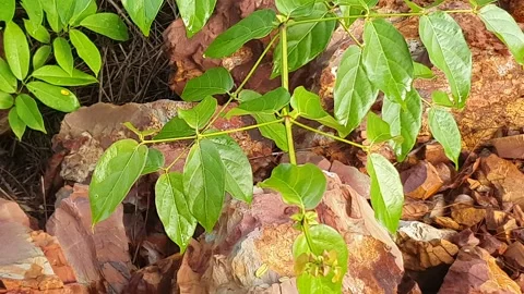 View of various types of green leaves in West Kalimantan, Indonesia Video stock 339370917