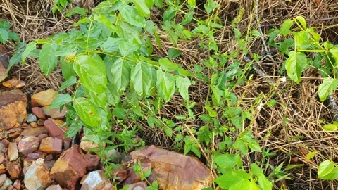 View of various types of green leaves in West Kalimantan, Indonesia Stock-Footage 339370977