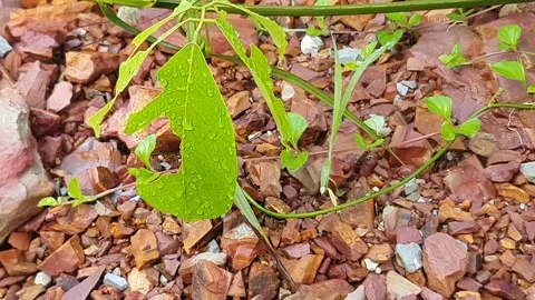 View of various types of green leaves in West Kalimantan, Indonesia Video stock 339371094