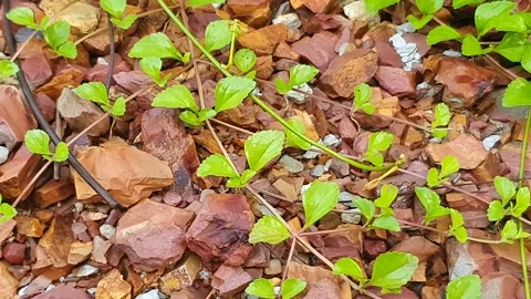 View of various types of green leaves in West Kalimantan, Indonesia Stock-Footage 339371103