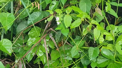 View of various types of green leaves in West Kalimantan, Indonesia Stock-Footage 339371351