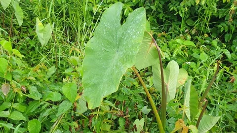 View of various types of green leaves in West Kalimantan, Indonesia Stock Footage 339371368