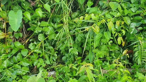 View of various types of green leaves in West Kalimantan, Indonesia Stock Footage 339371448