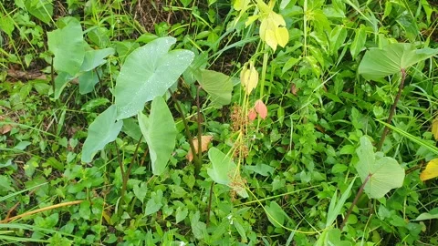 View of various types of green leaves in West Kalimantan, Indonesia Video stock 339371476