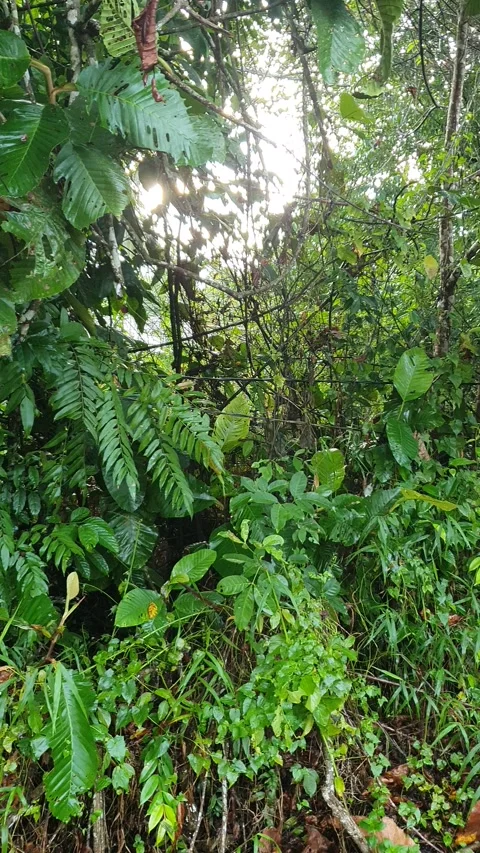 View of various types of green leaves in West Kalimantan, Indonesia Stock Footage 339371785
