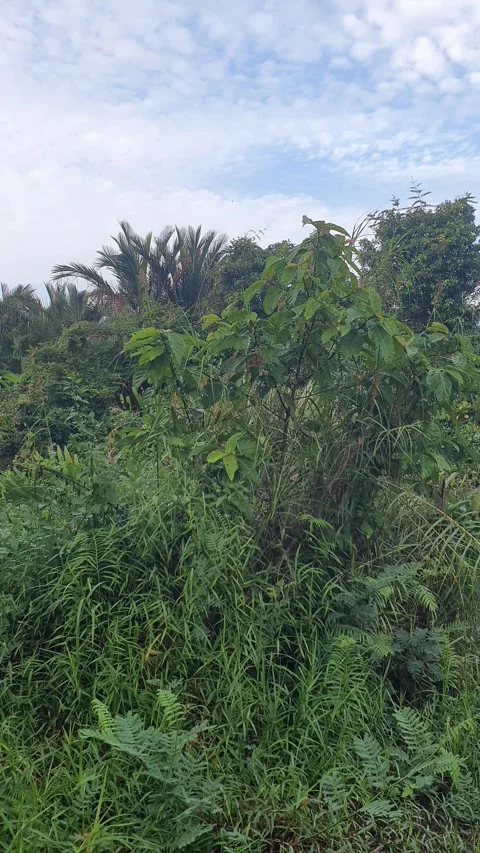 View of various types of green leaves in West Kalimantan, Indonesia Stock Footage 339372112