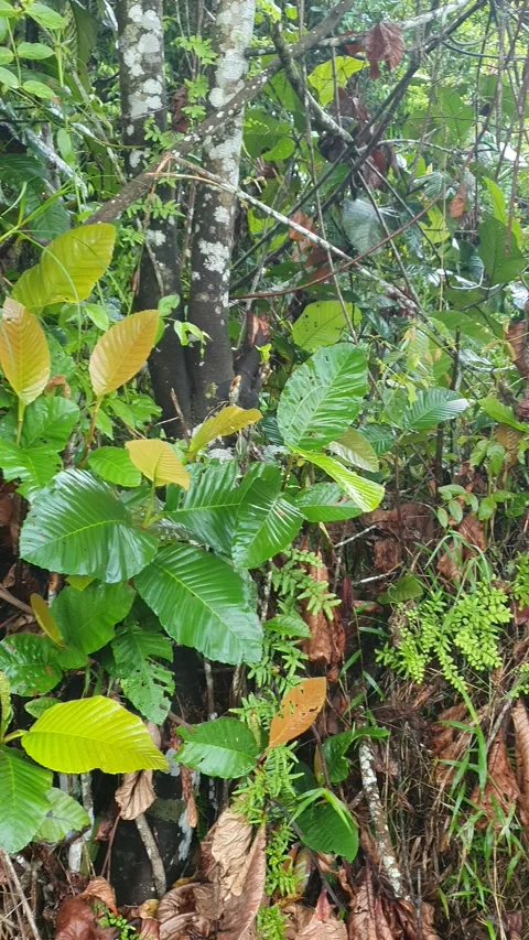 View of various types of green leaves in West Kalimantan, Indonesia Stock-Footage 339372137