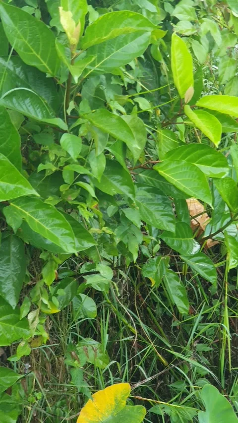 View of various types of green leaves in West Kalimantan, Indonesia Stock Footage 339372240