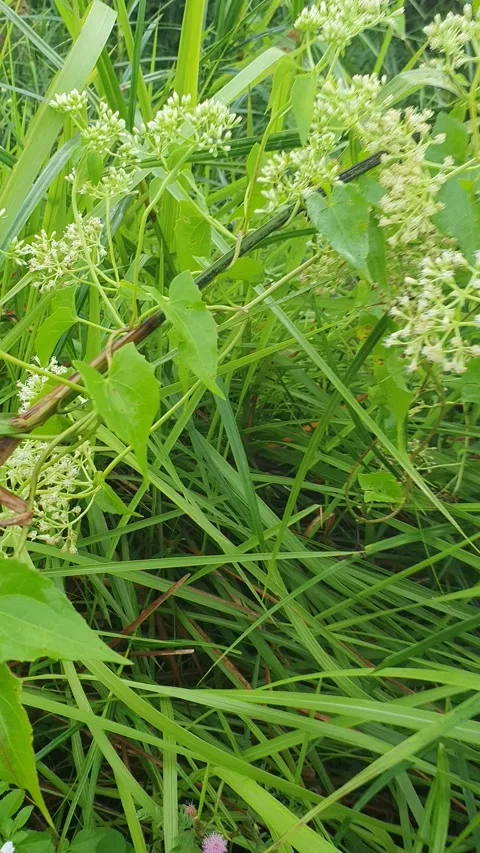 View of various types of green leaves in West Kalimantan, Indonesia Video stock 339372295