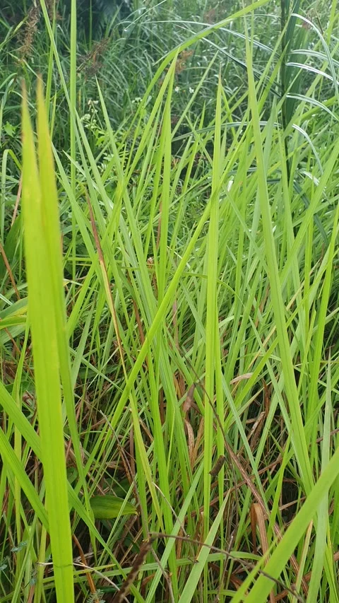 View of various types of green leaves in West Kalimantan, Indonesia Stock Footage 339372335