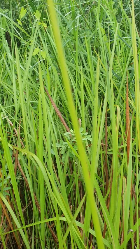 View of various types of green leaves in West Kalimantan, Indonesia Stock Footage 339372336