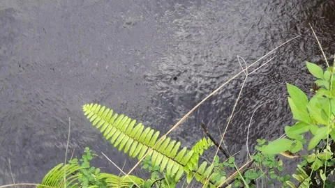 View of various types of green leaves in West Kalimantan, Indonesia Stock-Footage 339372363
