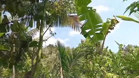 A view of various types of leaves and trees with a blue sky with white clouds. Stock Footage 314599078