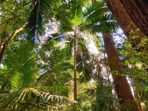 View of various types of trees in a park. Stock Photos